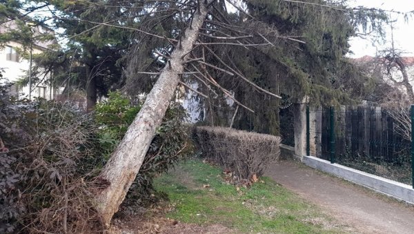 ЈАК ВЕТАР ОБОРИО СТАБЛО У НЕГОТИНУ: Дрво искидало проводнике ЈАК ВЕТАР ОБОРИО СТАБЛО У НЕГОТИНУ: Дрво искидало проводнике