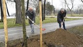 НОВИХ 12 СТАБЛА У БУЛЕВАРУ НИКОЛЕ ТЕСЛЕ: Обновљен дрворед који су уништили вандали током викенда