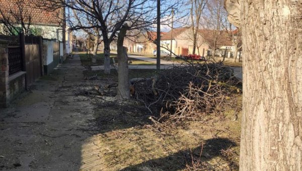 ДЕТАЉИ НЕСРЕЋЕ КОД ЗРЕЊАНИНА: Стабло ораха убило Лазара (73) (ФОТО/ВИДЕО) ДЕТАЉИ НЕСРЕЋЕ КОД ЗРЕЊАНИНА: Стабло ораха убило Лазара (73) (ФОТО/ВИДЕО)