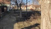 ДЕТАЉИ НЕСРЕЋЕ КОД ЗРЕЊАНИНА: Стабло ораха убило Лазара (73) (ФОТО/ВИДЕО)