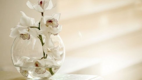 LIJANA KOJA MIRIŠE NA MARCIPAN, ŽABOKREČINA SA ZUBIMA: Naučnici britanske Kraljevske botaničke bašte imenovali 172 nove biljke LIJANA KOJA MIRIŠE NA MARCIPAN, ŽABOKREČINA SA ZUBIMA: Naučnici britanske Kraljevske botaničke bašte imenovali 172 nove biljke