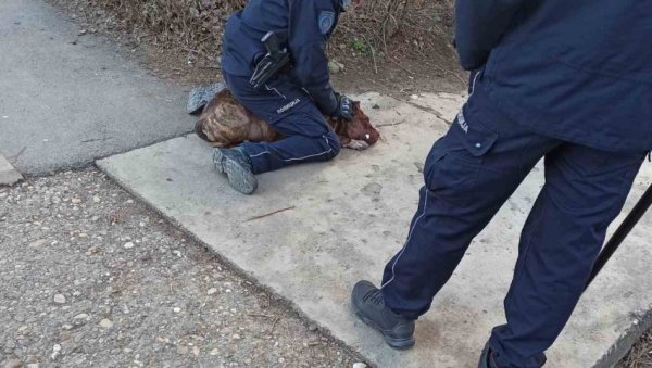 ВИДЕО ДЕЦУ И КРВАВОГ ПСА: Полицајац обуздао разјареног стафорда и спречио трагедију - има повређених! ВИДЕО ДЕЦУ И КРВАВОГ ПСА: Полицајац обуздао разјареног стафорда и спречио трагедију - има повређених!