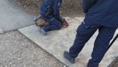 VIDEO DECU I KRVAVOG PSA: Policajac obuzdao razjarenog staforda i sprečio tragediju - ima povređenih!