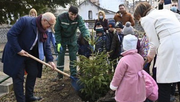 ПОЧЕЛА САДЊА ЈЕЛКИ КОЈЕ ГРАД ДОНИРА ВРТИћИМА: Нова јелка у вртићу Скадарлија ПОЧЕЛА САДЊА ЈЕЛКИ КОЈЕ ГРАД ДОНИРА ВРТИћИМА: Нова јелка у вртићу Скадарлија