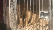 МЛАДУНЧЕ ЛАВА НАПУШТА ЦРНУ ГОРУ: Познато где ће бити пребачено - Холандија, па Африка МЛАДУНЧЕ ЛАВА НАПУШТА ЦРНУ ГОРУ: Познато где ће бити пребачено - Холандија, па Африка