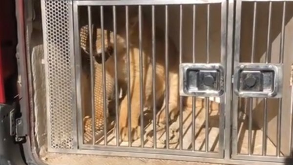 СПЕЦИЈАЛИСТИ ЗА ЛАВОВЕ: Младунче лава нема услова да остане у Црној Гори СПЕЦИЈАЛИСТИ ЗА ЛАВОВЕ: Младунче лава нема услова да остане у Црној Гори