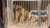 СПЕЦИЈАЛИСТИ ЗА ЛАВОВЕ: Младунче лава нема услова да остане у Црној Гори СПЕЦИЈАЛИСТИ ЗА ЛАВОВЕ: Младунче лава нема услова да остане у Црној Гори