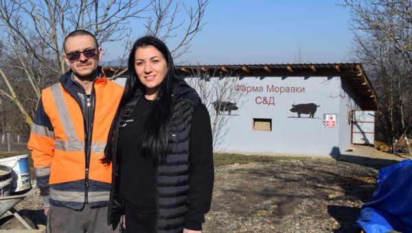 СРПСКЕ СВИЊЕ, НЕМАЧКА ЗАРАДА: Милошевићи из околине Јагодине узгајају домаћу, аутохтону сорту моравку СРПСКЕ СВИЊЕ, НЕМАЧКА ЗАРАДА: Милошевићи из околине Јагодине узгајају домаћу, аутохтону сорту моравку