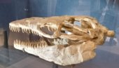 VELIKO NAUČNO OTKRIĆE: Otkrivena nova vrsta dinosaurusa (FOTO/VIDEO) VELIKO NAUČNO OTKRIĆE: Otkrivena nova vrsta dinosaurusa (FOTO/VIDEO)