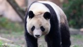 PREMINULA DŽINOVSKA PANDA LE LE: Provela 20 godina u zoovrtu u Memfisu PREMINULA DŽINOVSKA PANDA LE LE: Provela 20 godina u zoovrtu u Memfisu