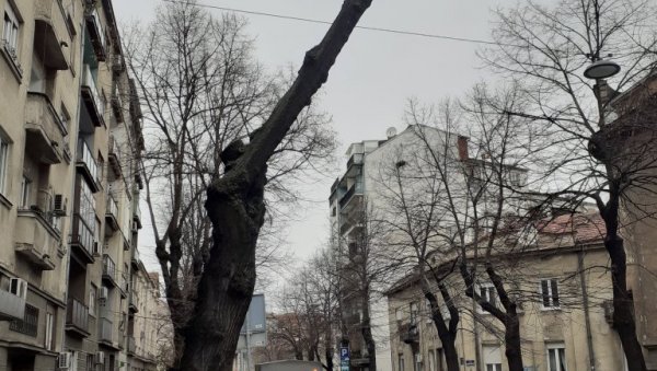 СУТРА СЕЧА СУВИХ СТАБЛА: Радови на три локације у престоници СУТРА СЕЧА СУВИХ СТАБЛА: Радови на три локације у престоници