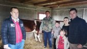 POMOĆ SRBIMA NA KOSOVU I METOHIJI: Podela krava socijalno ugroženim porodicama POMOĆ SRBIMA NA KOSOVU I METOHIJI: Podela krava socijalno ugroženim porodicama