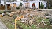 POKUŠAJ KRAĐE STABALA NA ADI CIGANLIJI: Jedno stablo oboreno, dva uništena POKUŠAJ KRAĐE STABALA NA ADI CIGANLIJI: Jedno stablo oboreno, dva uništena