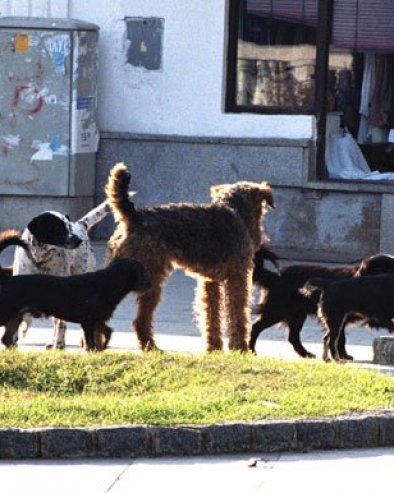 ЗБРИЊАВАЊЕ ПАСА ЛУТАЛИЦА: Обреновчани да пријаве животиње које немају власнике