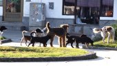 DRAMA NA ULICI U BUJANOVCU: Žena pokušala da se odbrani od psa, pa zadobila povrede DRAMA NA ULICI U BUJANOVCU: Žena pokušala da se odbrani od psa, pa zadobila povrede