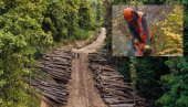 MLADI BEŽE OD POSLA U ŠUMI: Nedostatak radne snage otežava poslove seče stabala i pošumljavanja Vršačkih planina