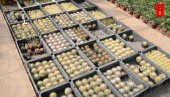 БОБАНОВО ЦАРТСВО ТРОФЕЈА С БОДЉАМА: Нишлија три деценије гаји више од хиљаду врста кактуса у дворишту