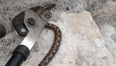 ЗМИЈЕ ОТРОВНИЦЕ У НИКШИЋУ: Човек на имању ухватио поскока - ове године пораниле (ФОТО) ЗМИЈЕ ОТРОВНИЦЕ У НИКШИЋУ: Човек на имању ухватио поскока - ове године пораниле (ФОТО)