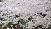 МАГИЧНО ЦВЕТАЊЕ ТРЕШЊЕ У ЈАПАНУ: Призор који никога не оставља равнодушним (ФОТО) МАГИЧНО ЦВЕТАЊЕ ТРЕШЊЕ У ЈАПАНУ: Призор који никога не оставља равнодушним (ФОТО)