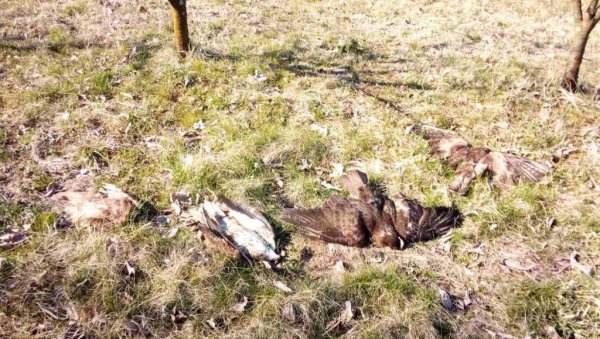 ЗАБРАЊЕНИ ПЕСТИЦИД И ДАЉЕ ТРУЈЕ: У Србији за две деценије отровано више од 2.000 птица, већином заштићених врста ЗАБРАЊЕНИ ПЕСТИЦИД И ДАЉЕ ТРУЈЕ: У Србији за две деценије отровано више од 2.000 птица, већином заштићених врста