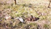 ZABRANJENI PESTICID I DALJE TRUJE: U Srbiji za dve decenije otrovano više od 2.000 ptica, većinom zaštićenih vrsta
