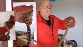 DVA POSKOKA: U kući kod Jagodine uhvatio par NAJOTROVNIJIH zmija Srbije (VIDEO) DVA POSKOKA: U kući kod Jagodine uhvatio par NAJOTROVNIJIH zmija Srbije (VIDEO)