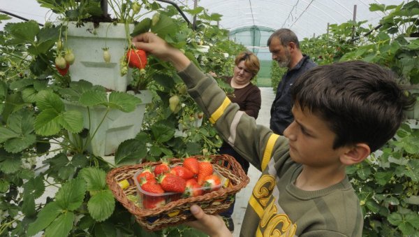 КИЛО ЈАГОДА 700 ДИНАРА: Прво воће из пластеника стиже за недељу, док ће се почетком маја брати на отвореном КИЛО ЈАГОДА 700 ДИНАРА: Прво воће из пластеника стиже за недељу, док ће се почетком маја брати на отвореном