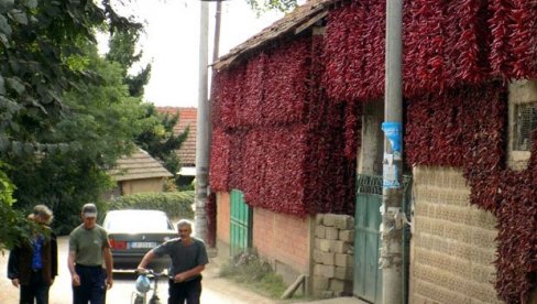 НИЗАЧА ЗАГРЛИЛА ЦЕЛО СЕЛО: Семе старо око 300 година, не успева нигде другде осим у овом месту код Лесковца НИЗАЧА ЗАГРЛИЛА ЦЕЛО СЕЛО: Семе старо око 300 година, не успева нигде другде осим у овом месту код Лесковца