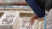 RIBARI CRNE GORE NEZADOVOLJNI: Flota, Luka, mesto za prvi iskrcaj, pa tek onda fabrika RIBARI CRNE GORE NEZADOVOLJNI: Flota, Luka, mesto za prvi iskrcaj, pa tek onda fabrika
