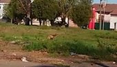 LISICA U CENTRU ZRENJANINA: Divlja životinja se odomaćila nedaleko od škole (VIDEO) LISICA U CENTRU ZRENJANINA: Divlja životinja se odomaćila nedaleko od škole (VIDEO)