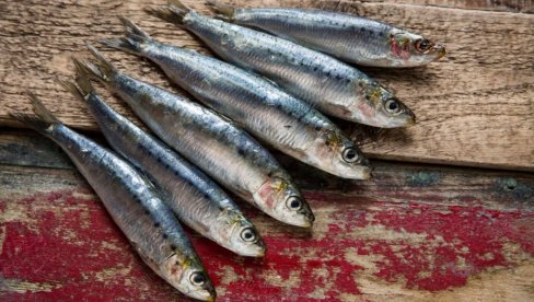 NISU ZDRAVE ZA SVE: Ko ne bi smeo da jede sardine NISU ZDRAVE ZA SVE: Ko ne bi smeo da jede sardine