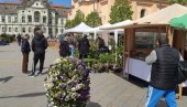 PROCVETAO CENTAR ZRENJANINA: Cvetna pijaca ulepšala gradski trg (FOTO) PROCVETAO CENTAR ZRENJANINA: Cvetna pijaca ulepšala gradski trg (FOTO)