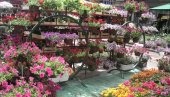 УЛАГАЊА СЕ ВРАЋАЈУ ЗА 9 МЕСЕЦИ: Како постати успешан произвођач цвећа у Србији