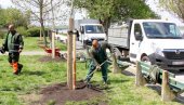 SADNICE JAVORA I JASENA NA KEJU: Obala majora Dragutina Gavrilovića bogatija za osam novih stabala drveća