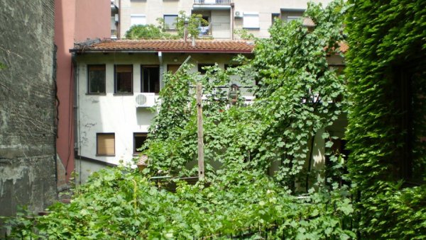 ДВЕ ЛОЗЕ СТАРЕ ДВА ВЕКА: У једном дорћолском и земунском дворишту скривају се лозе које чувају сећање на некадашње Београђане ДВЕ ЛОЗЕ СТАРЕ ДВА ВЕКА: У једном дорћолском и земунском дворишту скривају се лозе које чувају сећање на некадашње Београђане