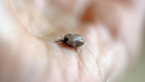 КРПЕЉИ ОПЕТ АКТИВНИ, ПРЕНОСЕ ЛАЈМСКУ БОЛЕСТ: Вакцина се испитује у свету, познато хоће ли стићи и у Србију КРПЕЉИ ОПЕТ АКТИВНИ, ПРЕНОСЕ ЛАЈМСКУ БОЛЕСТ: Вакцина се испитује у свету, познато хоће ли стићи и у Србију