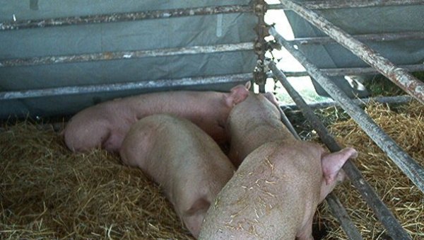 СВИЊСКА КУГА U CRNOJ GORI: Не очекује се поскупљење СВИЊСКА КУГА U CRNOJ GORI: Не очекује се поскупљење
