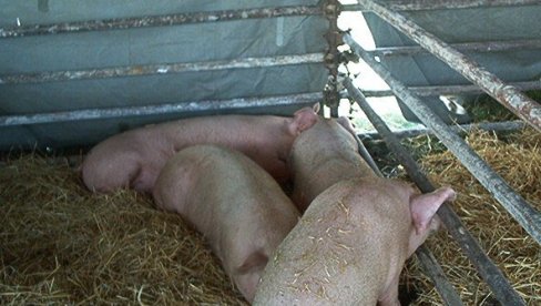 SVINJSKA KUGA U CRNOJ GORI: Ne očekuje se poskupljenje SVINJSKA KUGA U CRNOJ GORI: Ne očekuje se poskupljenje