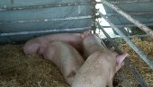ОЖИВЕЋЕ СВИЊЦИ: Укинута забрана чувања свиња у пиротским селима на Кружном путу ОЖИВЕЋЕ СВИЊЦИ: Укинута забрана чувања свиња у пиротским селима на Кружном путу