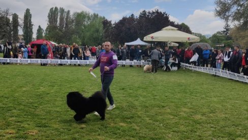 MEĐUNARODNA IZLOŽBA PASA SVIH RASA:  Ženski žiri u Vranju bira najlepše ljubimce iz dvadesetak evropskih zemalja