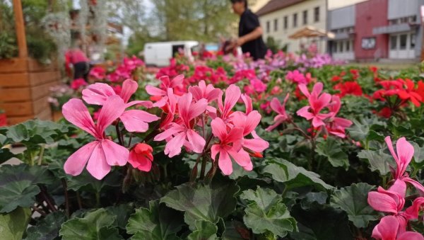ЦВЕТНИ АРАНЖМАНИ ПРИВУКЛИ ВЕЛИКУ ПАЖЊУ: Мајски фестивал у Житишту (ФОТО) ЦВЕТНИ АРАНЖМАНИ ПРИВУКЛИ ВЕЛИКУ ПАЖЊУ: Мајски фестивал у Житишту (ФОТО)