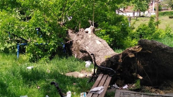 У НЕГОТИНСКОМ ПАРКУ: Стабло се преломило у корену и пало на клацкалицу У НЕГОТИНСКОМ ПАРКУ: Стабло се преломило у корену и пало на клацкалицу
