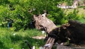 У НЕГОТИНСКОМ ПАРКУ: Стабло се преломило у корену и пало на клацкалицу У НЕГОТИНСКОМ ПАРКУ: Стабло се преломило у корену и пало на клацкалицу
