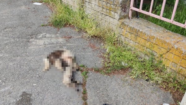 УЗНЕМИРУЈУЋИ ПРИЗОР У ВРАЊУ: Масакрирана животиња бачена испред вртића (ФОТО) УЗНЕМИРУЈУЋИ ПРИЗОР У ВРАЊУ: Масакрирана животиња бачена испред вртића (ФОТО)