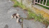UZNEMIRUJUĆI PRIZOR U VRANJU: Masakrirana životinja bačena ispred vrtića (FOTO) UZNEMIRUJUĆI PRIZOR U VRANJU: Masakrirana životinja bačena ispred vrtića (FOTO)