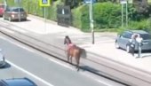 НЕВЕРОВАТНА СЦЕНА У БЕОГРАДУ: Одбегли коњ јурио прометном улицом (ВИДЕО) НЕВЕРОВАТНА СЦЕНА У БЕОГРАДУ: Одбегли коњ јурио прометном улицом (ВИДЕО)