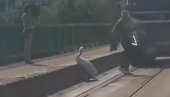 NESTVARNA SCENA U BEOGRADU: Labud zaustavio saobraćaj na Železničkom mostu - rešio da se malo odmori (VIDEO)