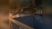 NEOBIČNA SCENA U BEOGRADU: Lisica pretura po kontejneru na Dedinju (VIDEO)