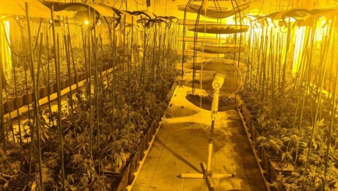 PALA KRIMI-GRUPA U OBRENOVCU: Policija pronašla laboratoriju za proizvodnju marihuane - zaplenjeni droga, novac, pet automobila (FOTO/ VIDEO) PALA KRIMI-GRUPA U OBRENOVCU: Policija pronašla laboratoriju za proizvodnju marihuane - zaplenjeni droga, novac, pet automobila (FOTO/ VIDEO)