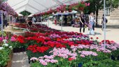 ЦВЕТНИ ВИКЕНД У СМЕДЕРЕВУ: На Градском тргу 13. Пролећни сајам цвећа и меда (ФОТО) ЦВЕТНИ ВИКЕНД У СМЕДЕРЕВУ: На Градском тргу 13. Пролећни сајам цвећа и меда (ФОТО)
